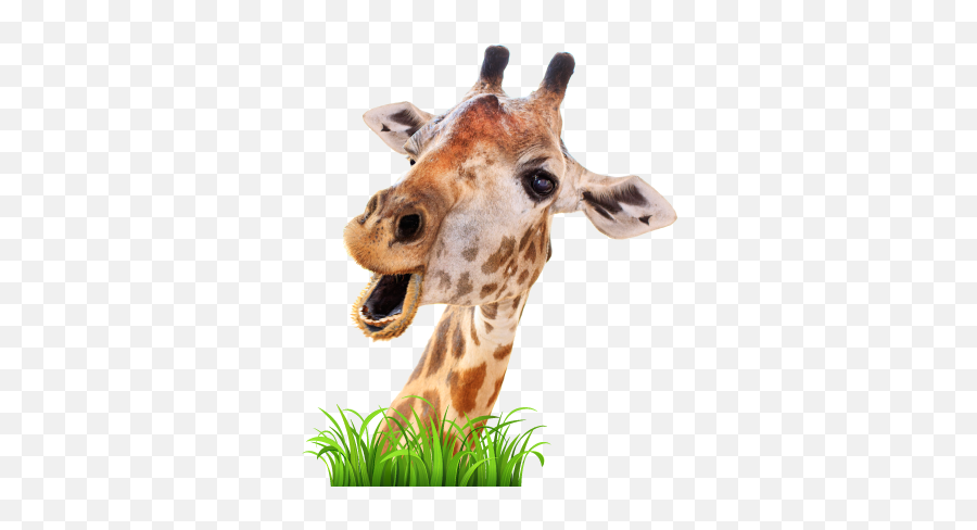 Live Giraffes - Giraffe Head Transparent Background Emoji,Giraffe Emoji