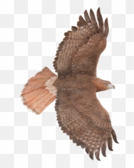 Transparent Red Tailed Hawk Clipart - Emoji