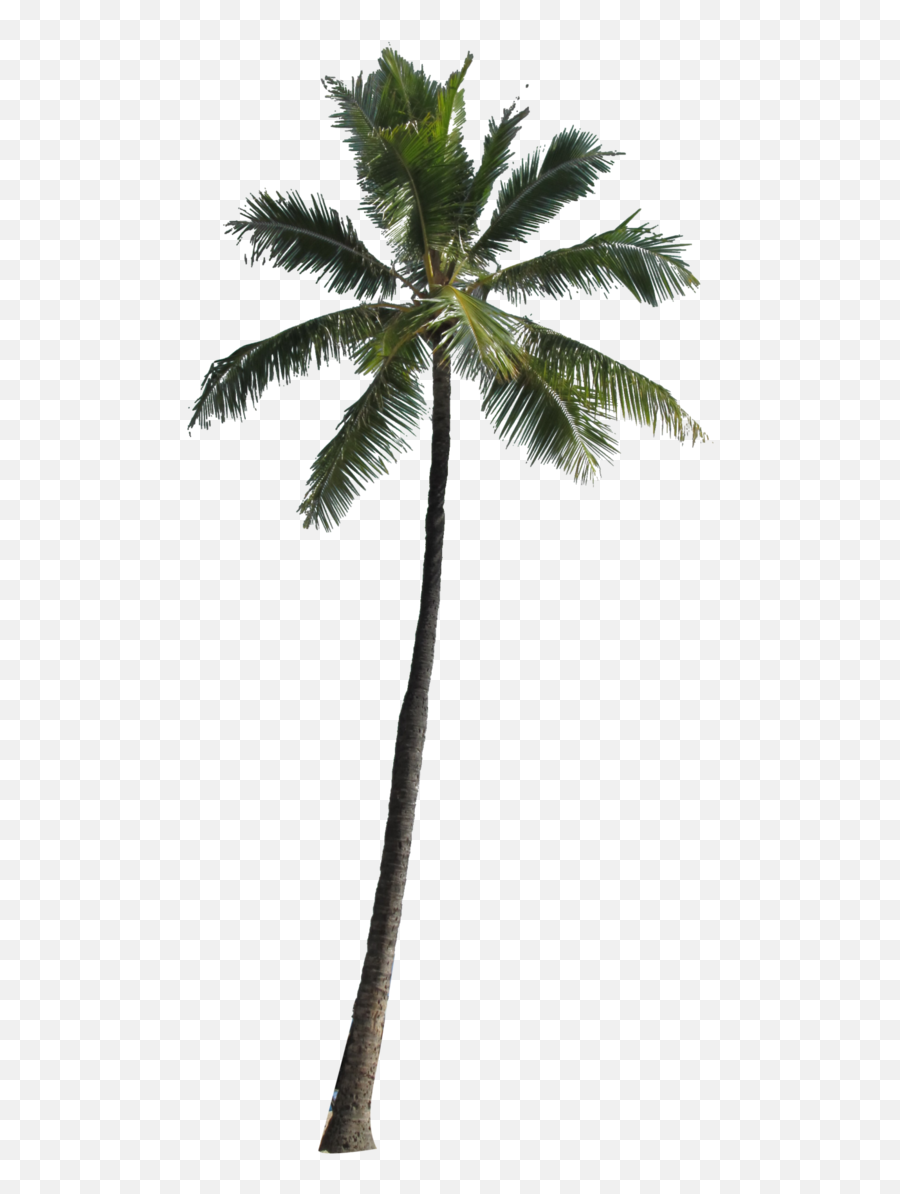 Palm Trees Png Download Free Clip Art - Transparent Background Coconut Tree Png Emoji,Palm Tree Emoticons