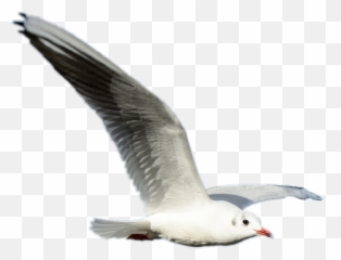 Seagull Bird - European Herring Gull Emoji,Seagull Emoji