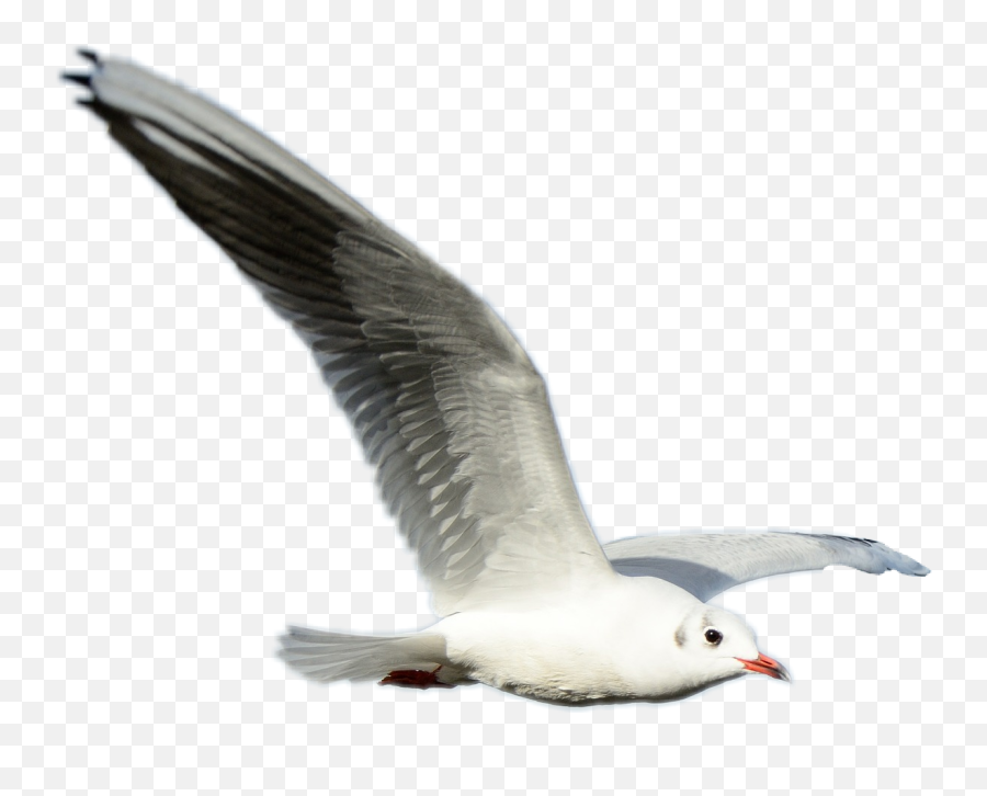 Seagull Bird - European Herring Gull Emoji,Seagull Emoji