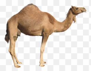 Transportation Clipart Camel Transportation Camel - Camel Transparent Emoji,Camel Emoji