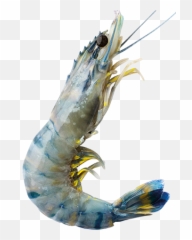Product Innovation u2013 Vietrose - Caridean Shrimp Emoji