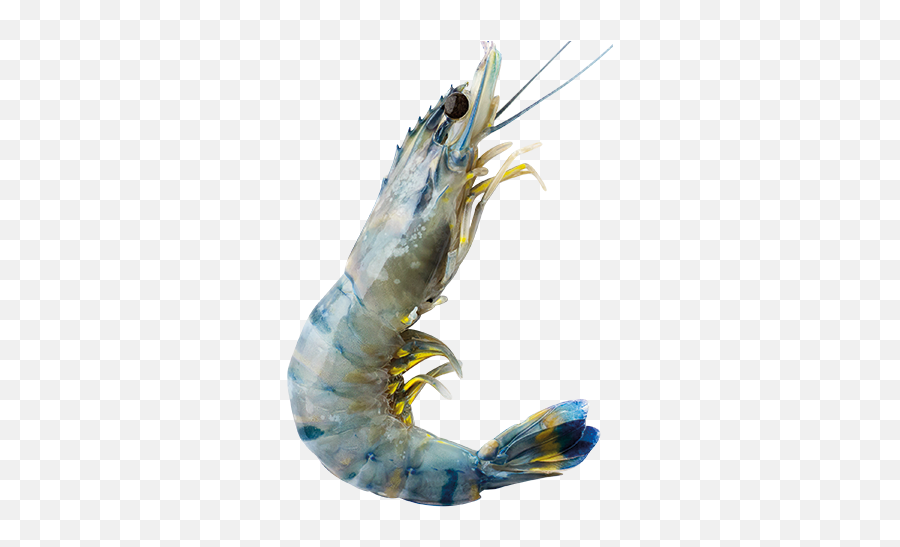 Product Innovation U2013 Vietrose - Caridean Shrimp Emoji,Emoji Tiger And Shrimp