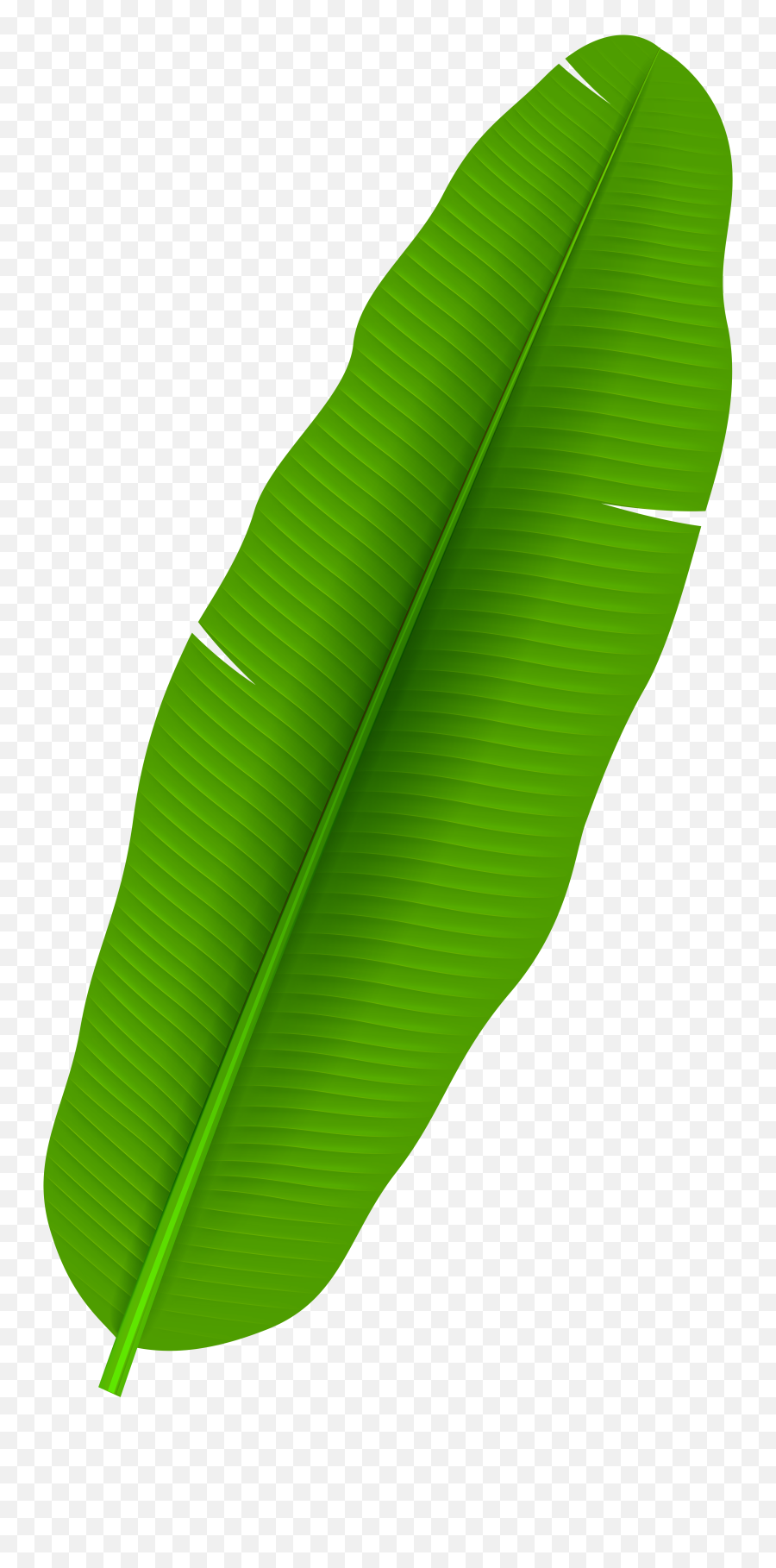 Exotic Palm Leaf Transparent Png Clip Art - Banana Leaf Png Banana Leaf Vector Png Emoji,Leaves Emoji