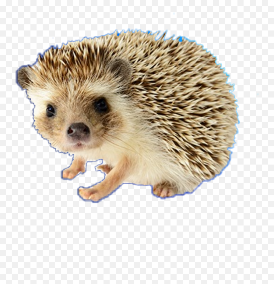Porcupine Sticker - Baby Hedgehog White Background Emoji,Porcupine Emoji