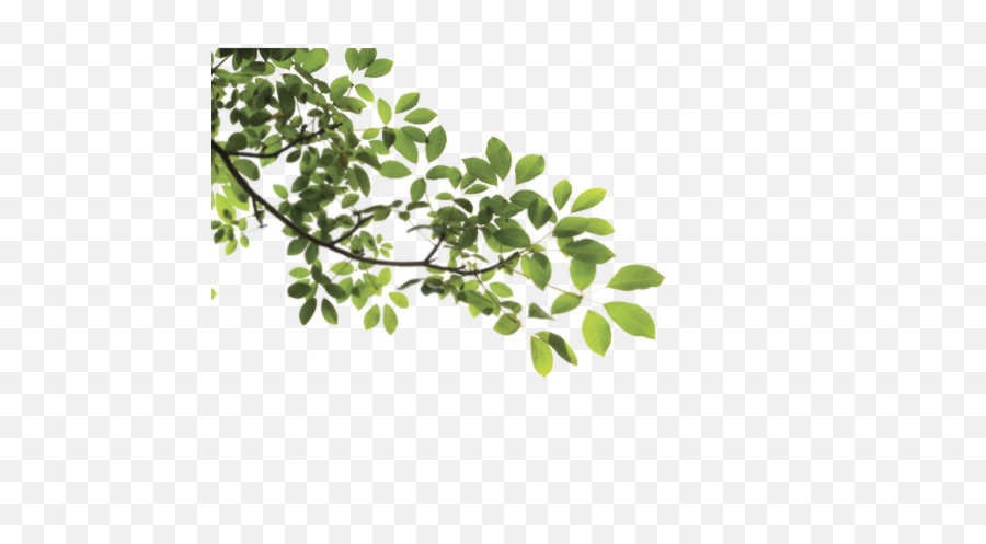 Branch Tree Nature Garden Field Sticker By Aswaaks - Branch With Leaves Png Emoji,Drumstick Emoji