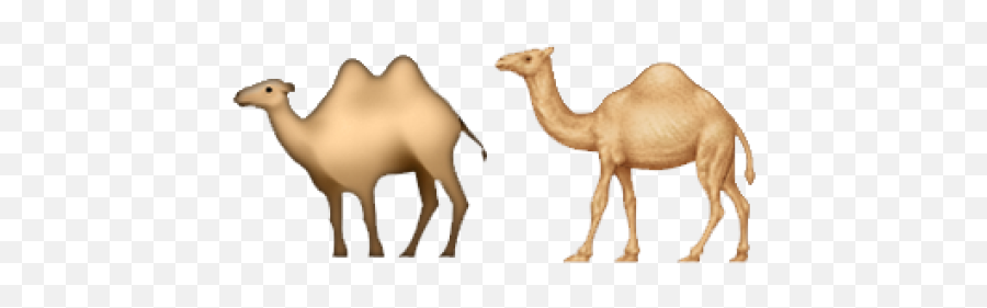 Americas Favorite Emojis Are,Camel Emoji