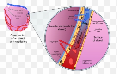 Cross Section Of An Alveoli And - Wand Alveoli Emoji,Blood Type Emoji