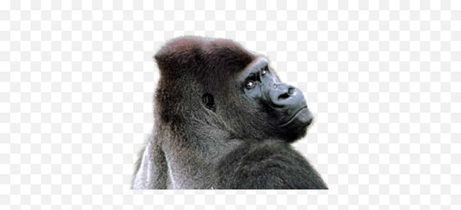 Gorilla Png And Vectors For Free - Gorilla Png Emoji,Harambe Emoji