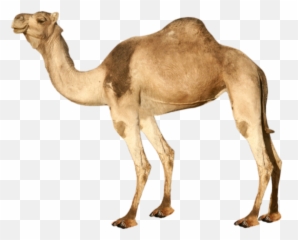 Camel - Camel Png Emoji,Camel Emoji