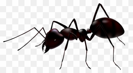 Ant Clipart Ant Transparent Png Images Free Download - Transparent Background Ant Clipart Emoji,Ant Emoji