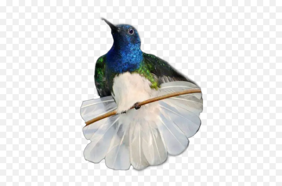 Hummingbirds Stickers For Whatsapp Emoji,Hummingbird Emoji