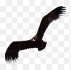 Vulture Freetoedit - Golden Eagle Emoji,Vulture Emoji