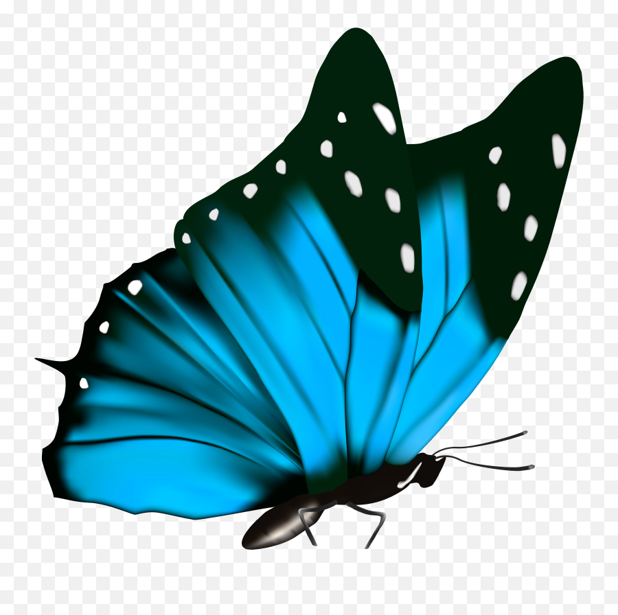 Avoid Testy Butterflies Blue Butterfly - Butterfly Png Black Background Emoji,Blue Butterfly Emoji