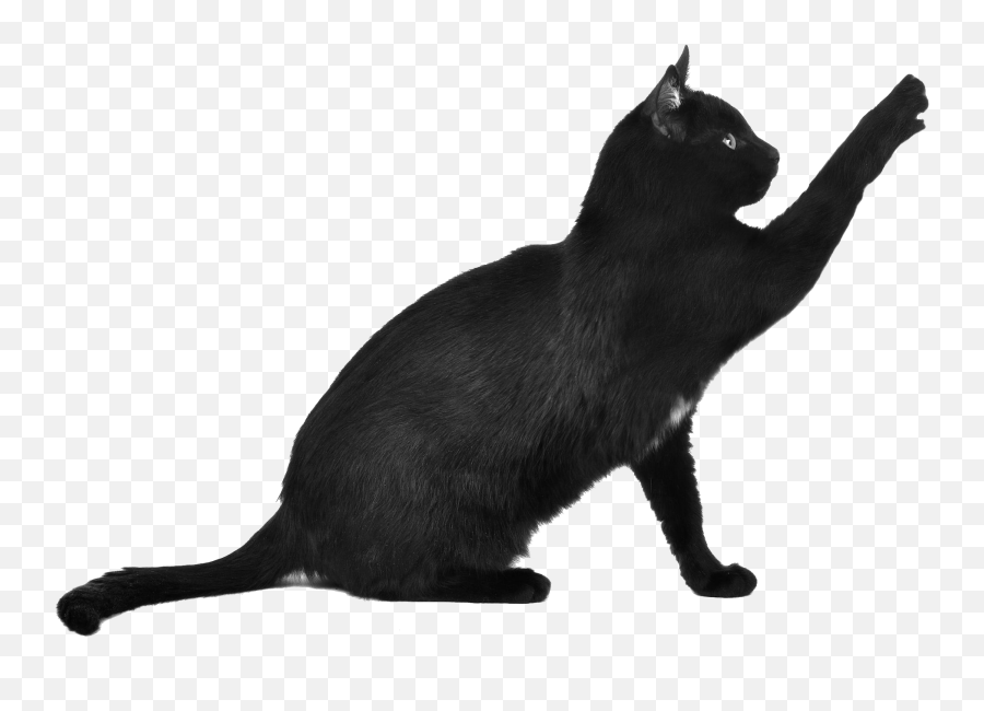 Cats Png Free Images Download - Black Cat Png Emoji,Cat And Zzz Emoji