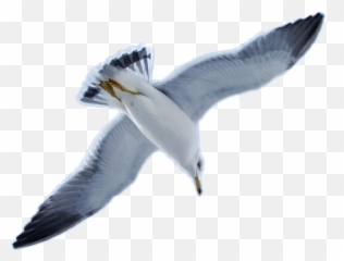 Seagull Bird Freetoedit - Great Gull Emoji,Seagull Emoji