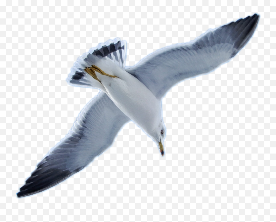 Seagull Bird Freetoedit - Great Gull Emoji,Seagull Emoji