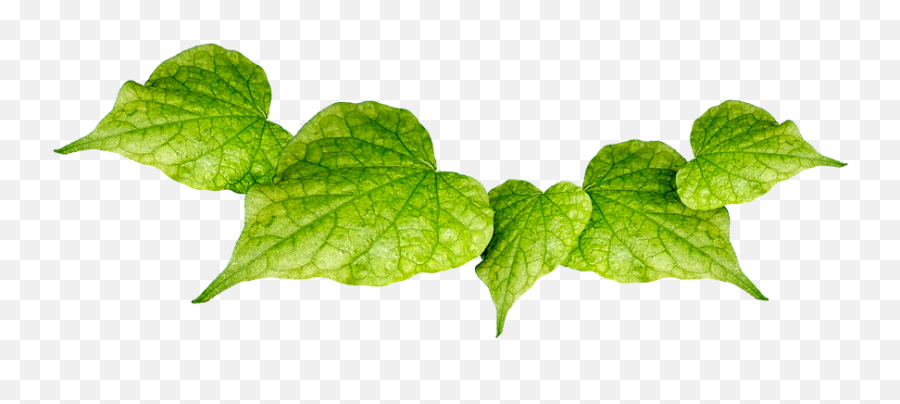 Green Leaves Png Photo - Hojas Verdes Png Emoji,Green Leaf Emoji