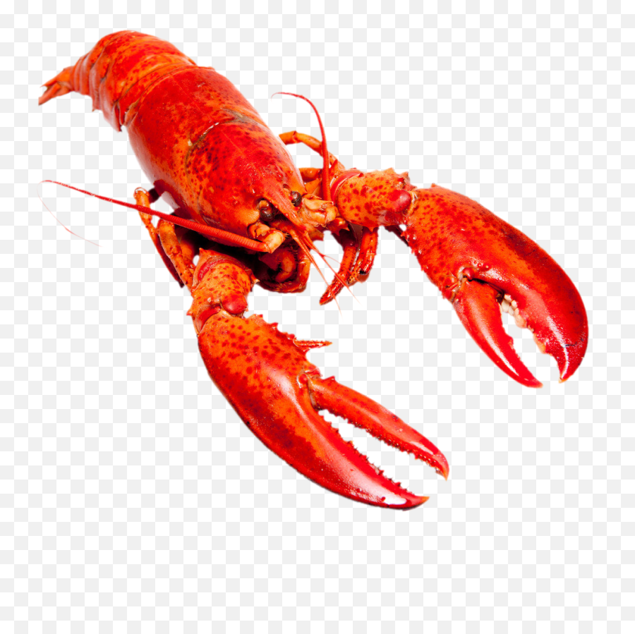 Collection Of Free Shrimp Vector Lobster - Homarus Gammarus Red Lobster Emoji,Lobster Emoji