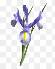 Dutch Iris Blue Flower Cut Out Free - Iris Flower Clipart Blue Emoji,Caribbean Flag Emoji