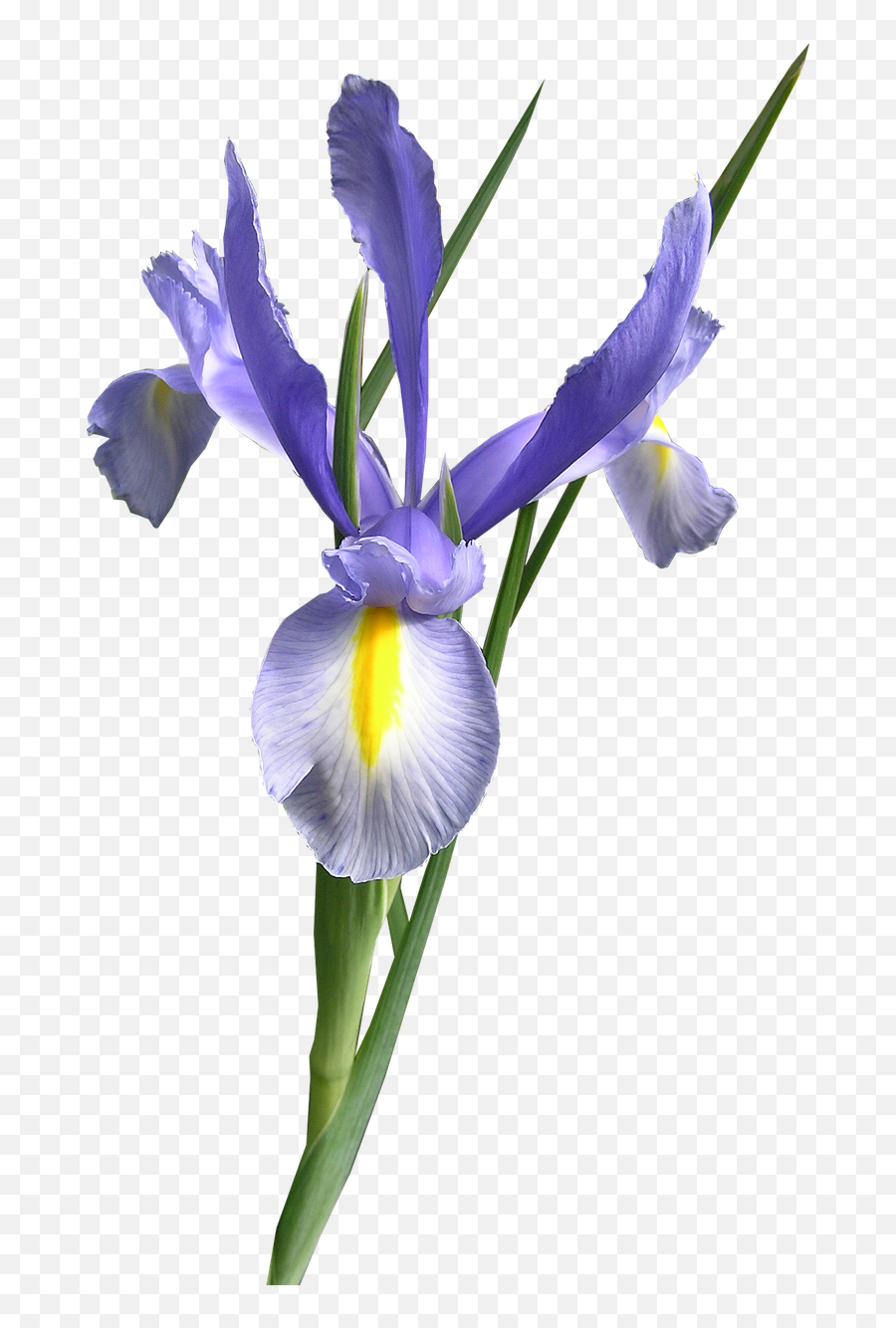 Dutch Iris Blue Flower Cut Out Free - Iris Flower Clipart Blue Emoji,Caribbean Flag Emoji