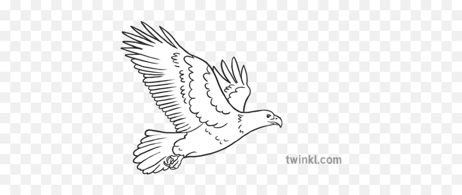 Eagle Emoji Birds Animals Nature Twinkl Newsroom Ks2 Black - Eagle Black And White Birds,Bird Emoji