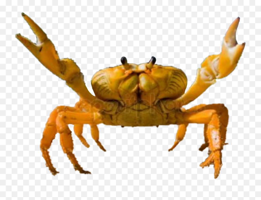 And Trending Crab Stickers - Dungeness Crab Emoji,Crab Rave Emoji