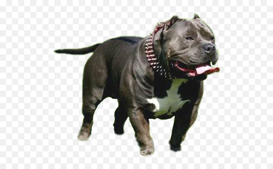 Freetoedit - Pitbull Top Dog Breeds Emoji,Pit Bull Emoji