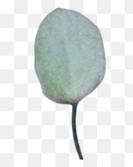 Aesthetic Aesthetictumblr - Radish Emoji
