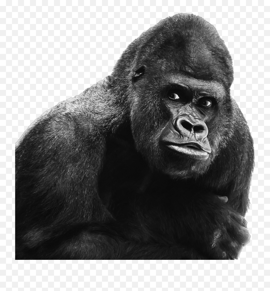 Mq Gorilla Ape Kingkong Black Animal - Aap Png Emoji,Ape Emoji