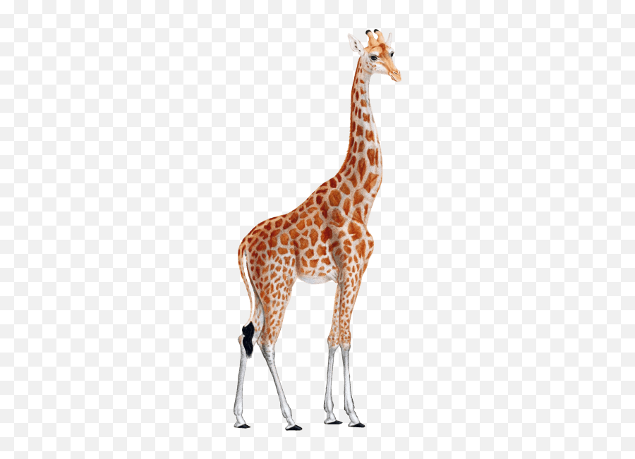 Giraffe Transparent Png Clipart Free - Giraffe Clipart Emoji,Giraffeemoji.com