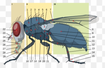 Morphology Of Diptera - Sub Scutellum Emoji