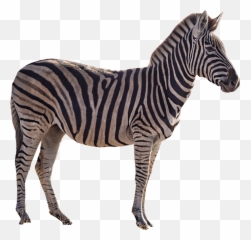 Pin Emoji,Zebra Emoji