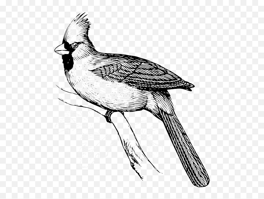 Vector Image Of Cardinal Bird - Cardinal Bird Emoji,Cardinal Bird Emoji