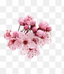 Flower Cherry Cherryblossom Sticker Sakura Pink Interes - Single Blossom Png Emoji
