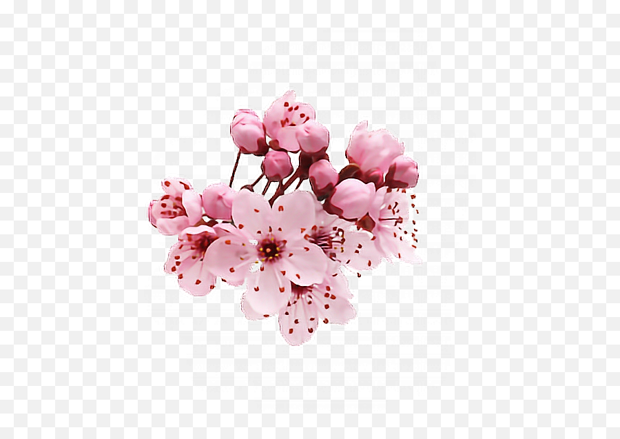 Flower Cherry Cherryblossom Sticker Sakura Pink Interes - Single Cherry Blossom Png Emoji,Cherry Blossom Emoji