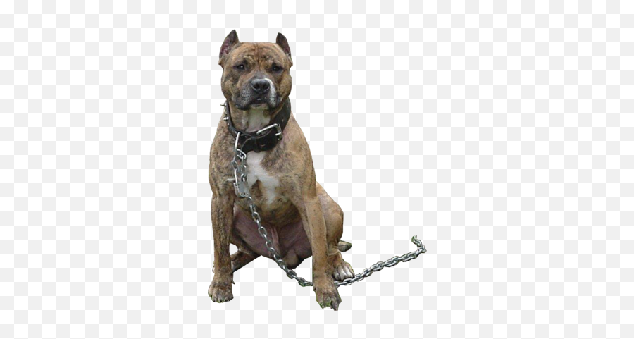 Pitbull - Pitbull Dog Png Emoji,Pit Bull Emoji