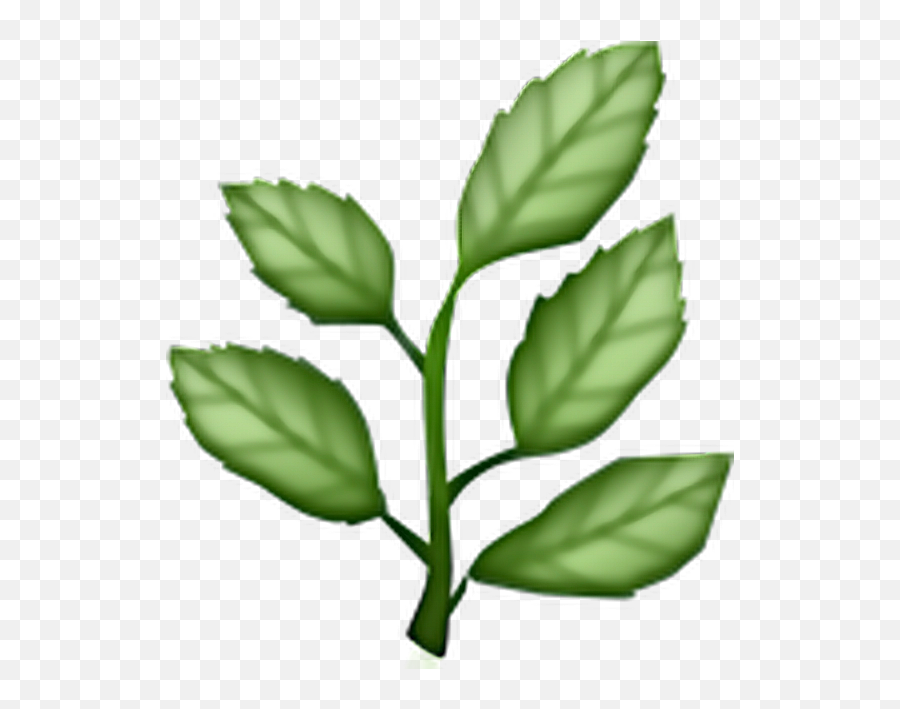 Leaf Plant Plants Emoji Green Aesthetic - Herb Emoji Png,Plant Emoji