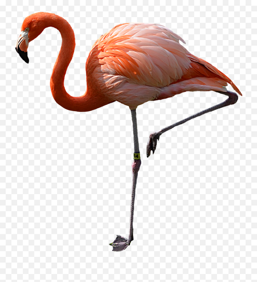 Flamingo Clip Art - Flamingo Png Download 16001811 Free Flamingo Transparent Background Emoji,Pink Flamingo Emoji