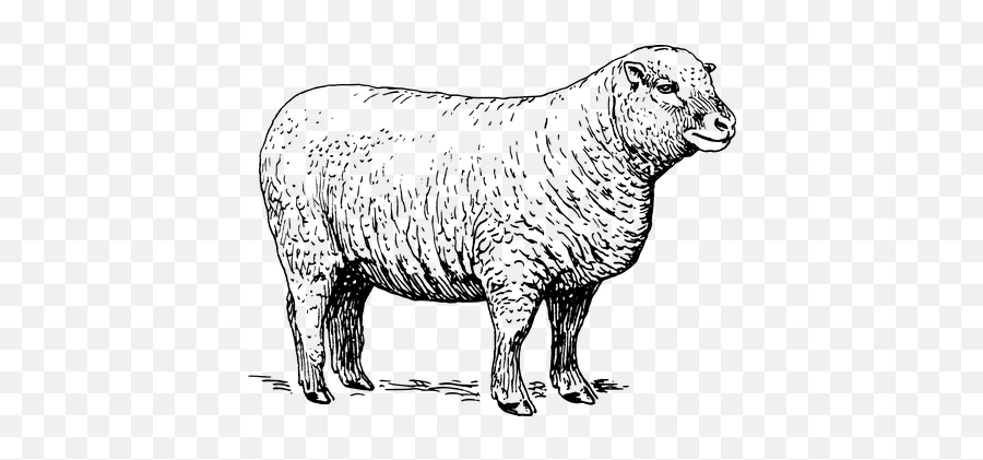 300 Free Sheep U0026 Lamb Illustrations - Pixabay Black And White Sheep Illustration Emoji,Ewe Emoticon