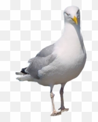 Seagull - Seagull Psd Emoji,Seagull Emoji