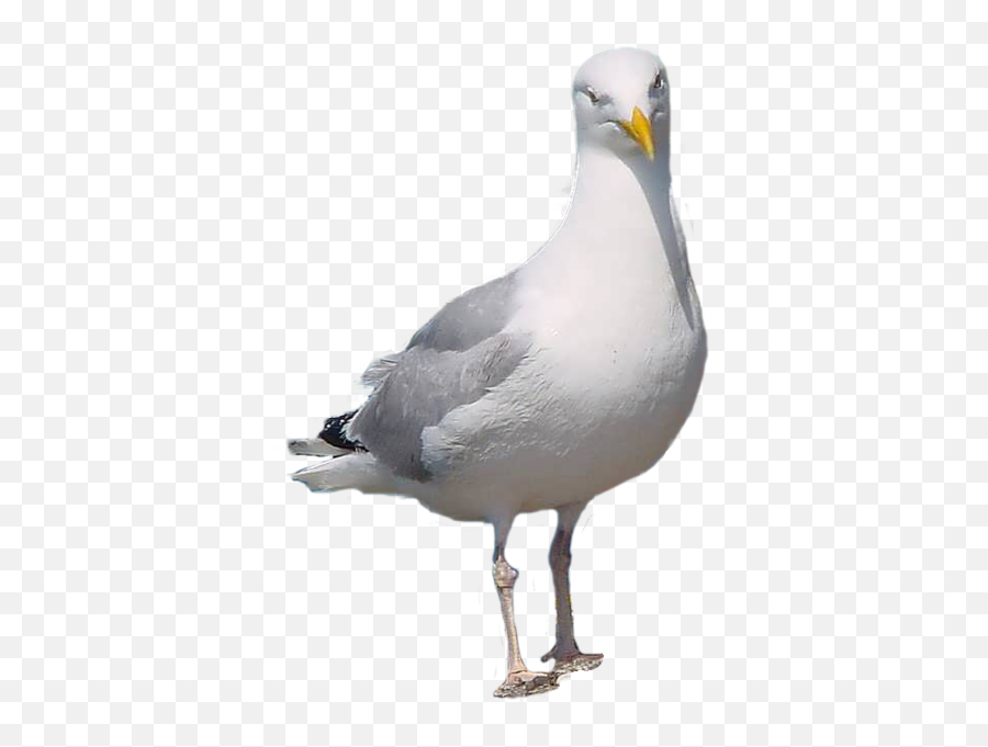 Seagull - Seagull Psd Emoji,Seagull Emoji