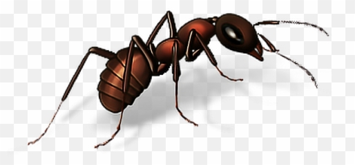 Ant Ants Bugs Insects Insect Terrieasterly - Painful Ant Bite Australia Emoji,Ant Emoji