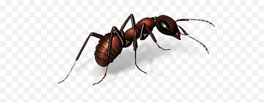 Ant Ants Bugs Insects Insect Terrieasterly - Painful Ant Bite Australia Emoji,Ant Emoji