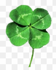4 Leaf Clovers Transparent Png Clipart Free Download - Four Leaf Clover Transparent Emoji,Four Leaf Clover Emoji