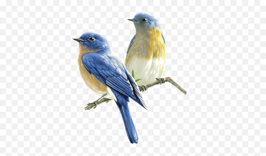 Bird Vertebrate Mountain Bluebird - Birds Png Emoji,Bluebird Emoji