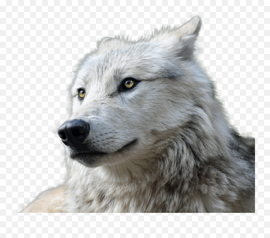 Wolf Transparent Animal Nature - White Wolf Emoji,Wolf Howling Emoji
