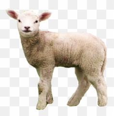 Baby Lamb Png Transparent Baby Lamb - Lamb Transparent Png Emoji,Ewe Emoji