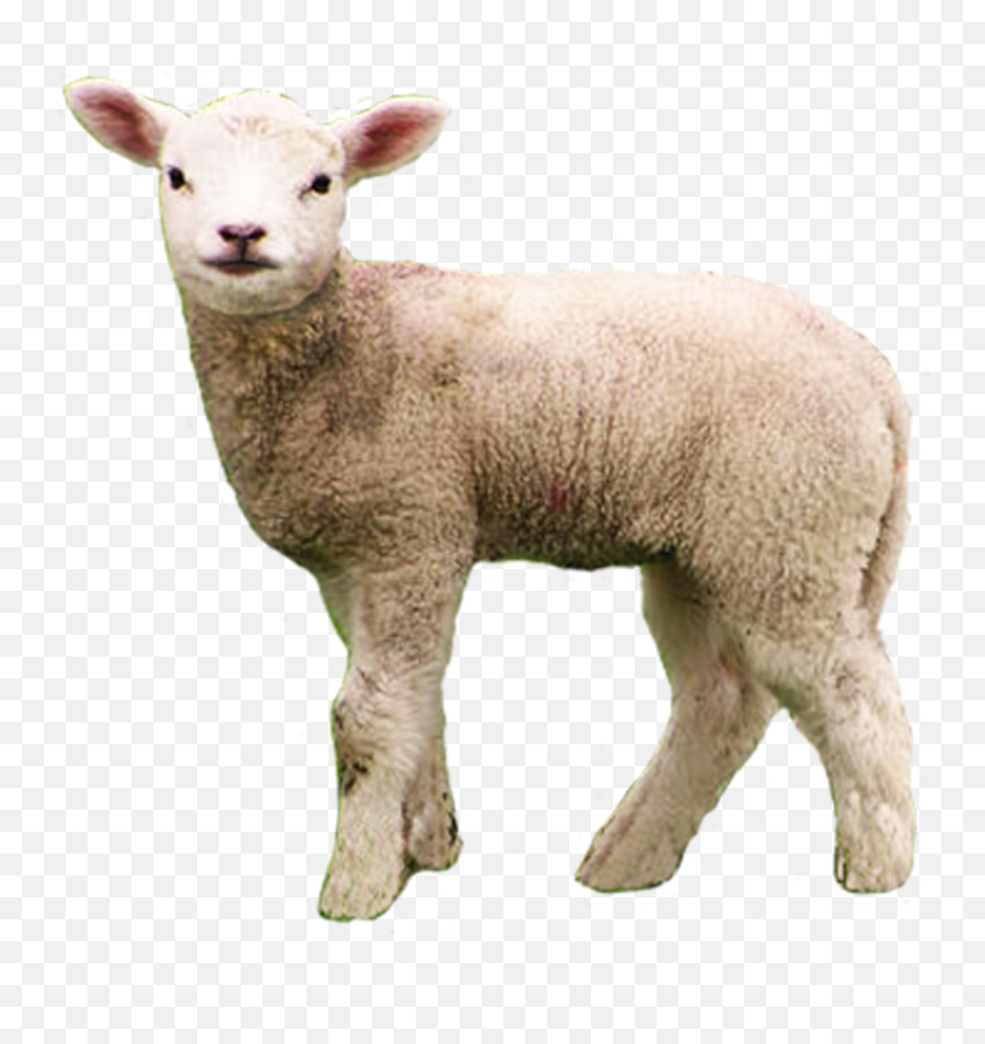 Baby Lamb Png Transparent Baby Lamb - Lamb Transparent Png Emoji,Ewe Emoji